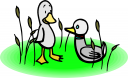 Duck Clipart