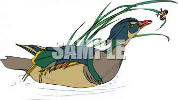 Duck Clipart