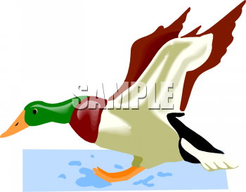 Duck Clipart