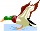 Duck Clipart