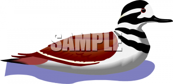 Duck Clipart