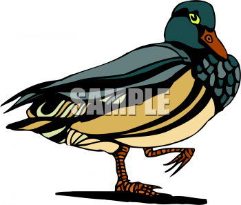 Duck Clipart