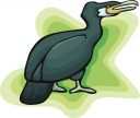 Duck Clipart