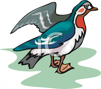 Duck Clipart