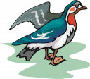 Duck Clipart