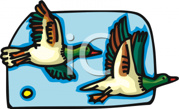 Duck Clipart