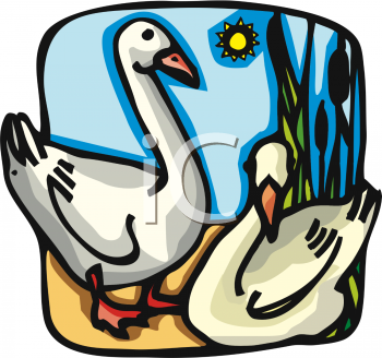 Duck Clipart