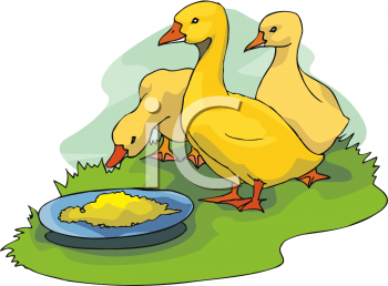 Duck Clipart