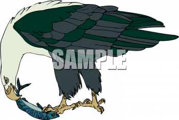 Eagle Clipart