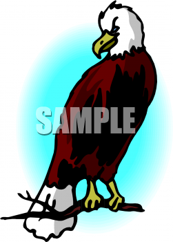 Eagle Clipart