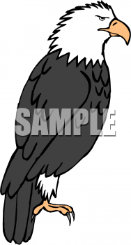 Eagle Clipart