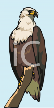 Eagle Clipart