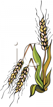 Wheat Clipart