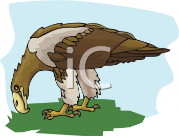 Eagle Clipart