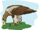 Eagle Clipart