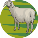 Sheep Clipart