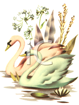 Swan Clipart