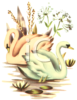 Swan Clipart