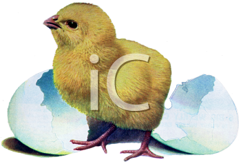 Chicken Clipart