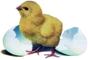 Chicken Clipart