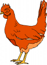 Chicken Clipart