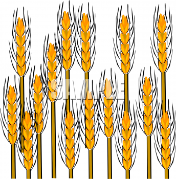 Royalty Free Wheat Clipart