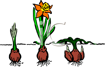 Tulip Clipart