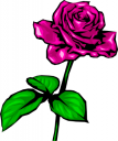 Rose Clipart