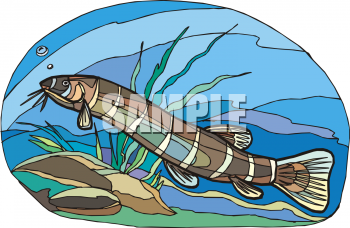 Catfish Clipart