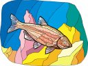 Fish Clipart