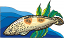 Fish Clipart