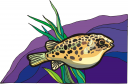 Fish Clipart