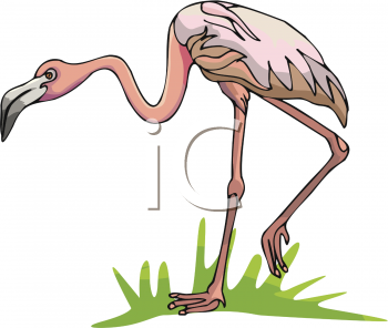 Flamingo Clipart