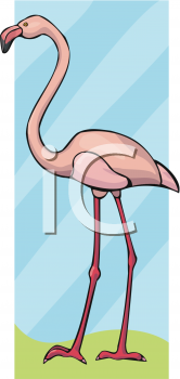 Flamingo Clipart