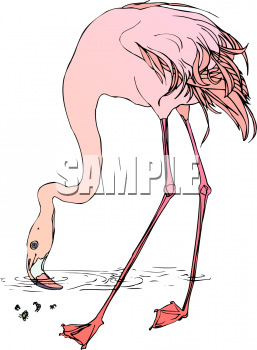 Flamingo Clipart