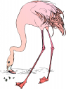 Flamingo Clipart