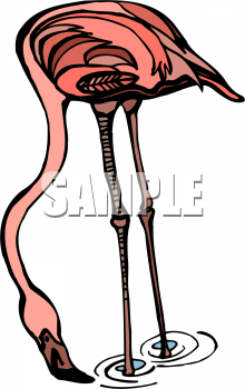 Flamingo Clipart