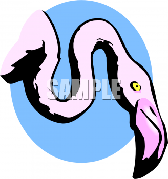 Flamingo Clipart