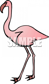 Flamingo Clipart