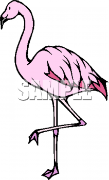 Flamingo Clipart