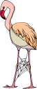 Flamingo Clipart