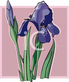 Iris Clipart