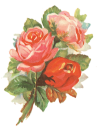 Rose Clipart