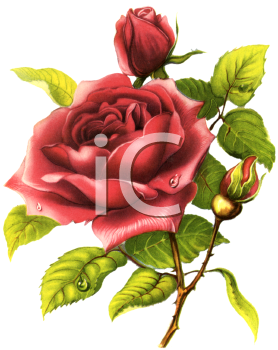 Rose Clipart