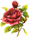 Rose Clipart