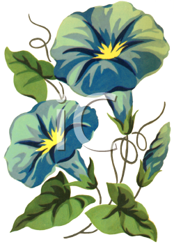 Clematis Clipart