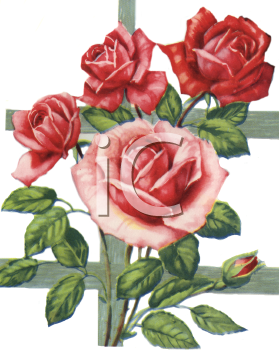 Rose Clipart