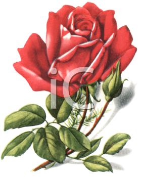 Rose Clipart