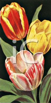 Tulip Clipart