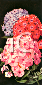 Geranium Clipart